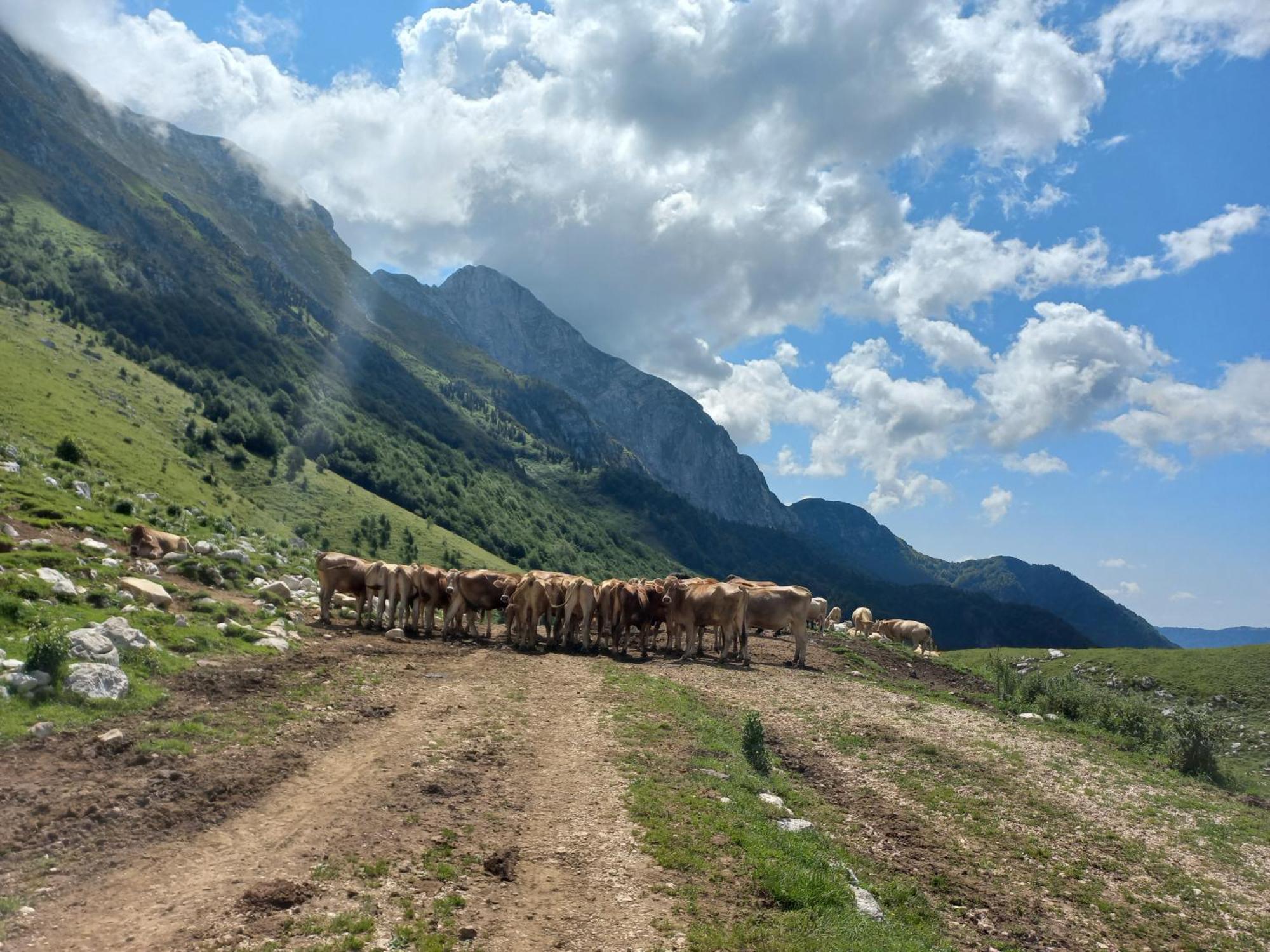 Hisa Za Gradom Appartement Kobarid Buitenkant foto